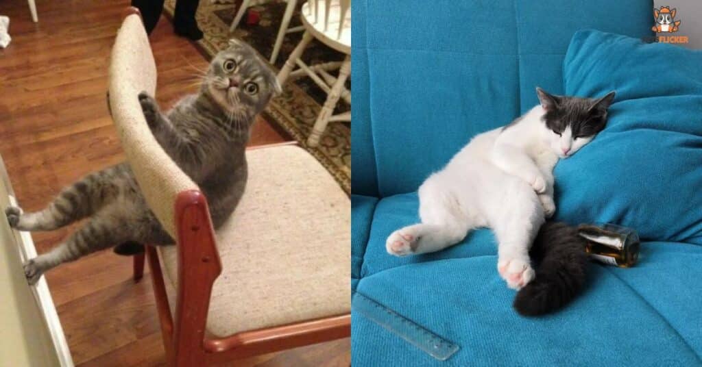 Analyzing Common Cat Sitting Positions to Gauge Mood