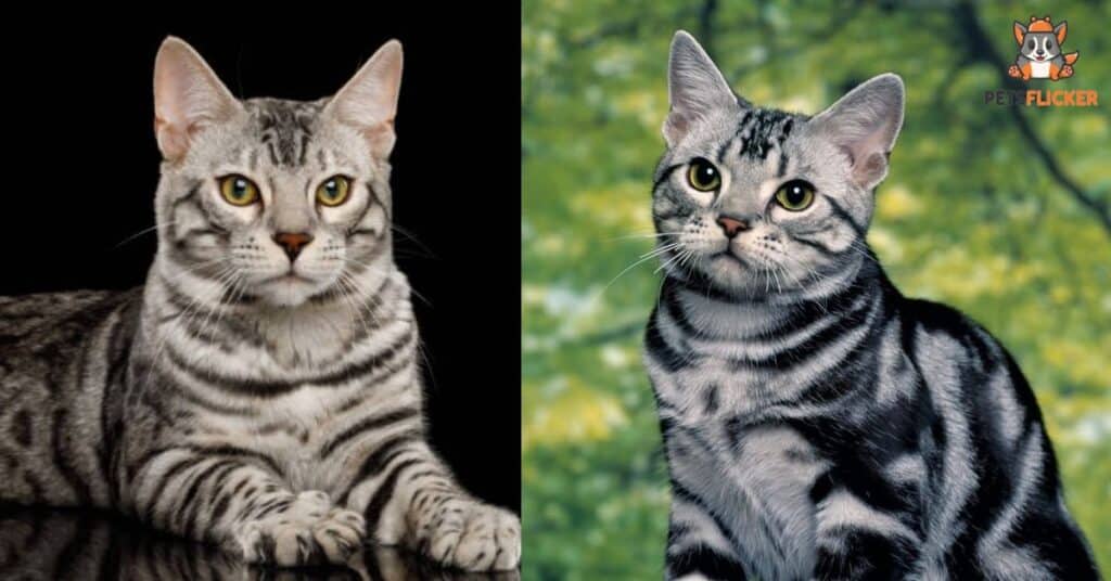 Are Tabby Cats Related To Bengal Cats