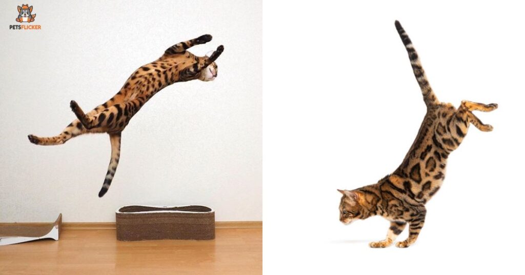 Bengal Cats Can Jump!
