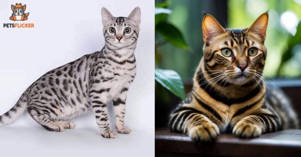 Bengal and Tabby Cat Comparisons