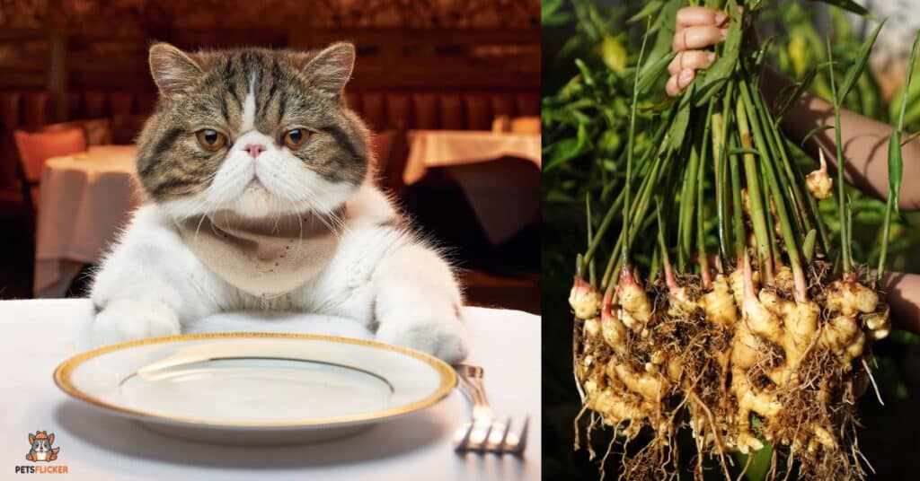 Can Cats Eat Ginger Roots