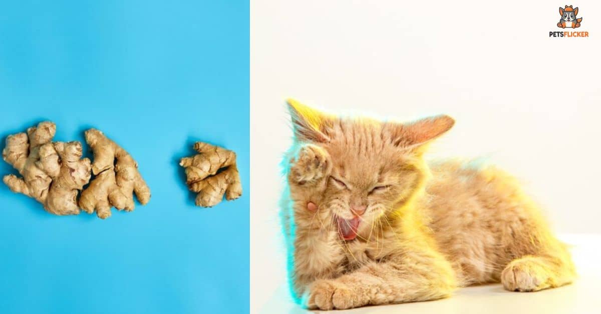 Can Cats Eat Ginger Understanding the Risks & Benefits