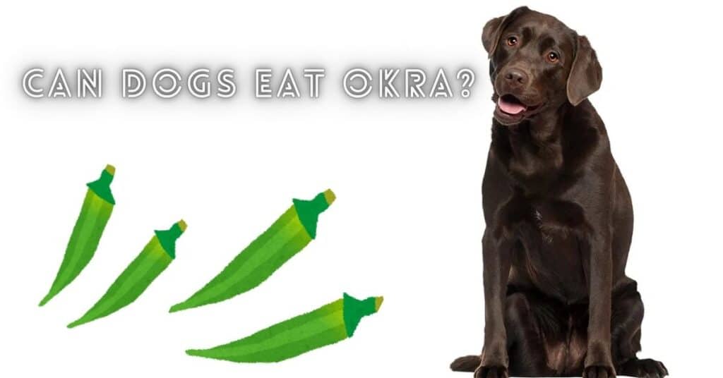 Can Dogs Eat Okra