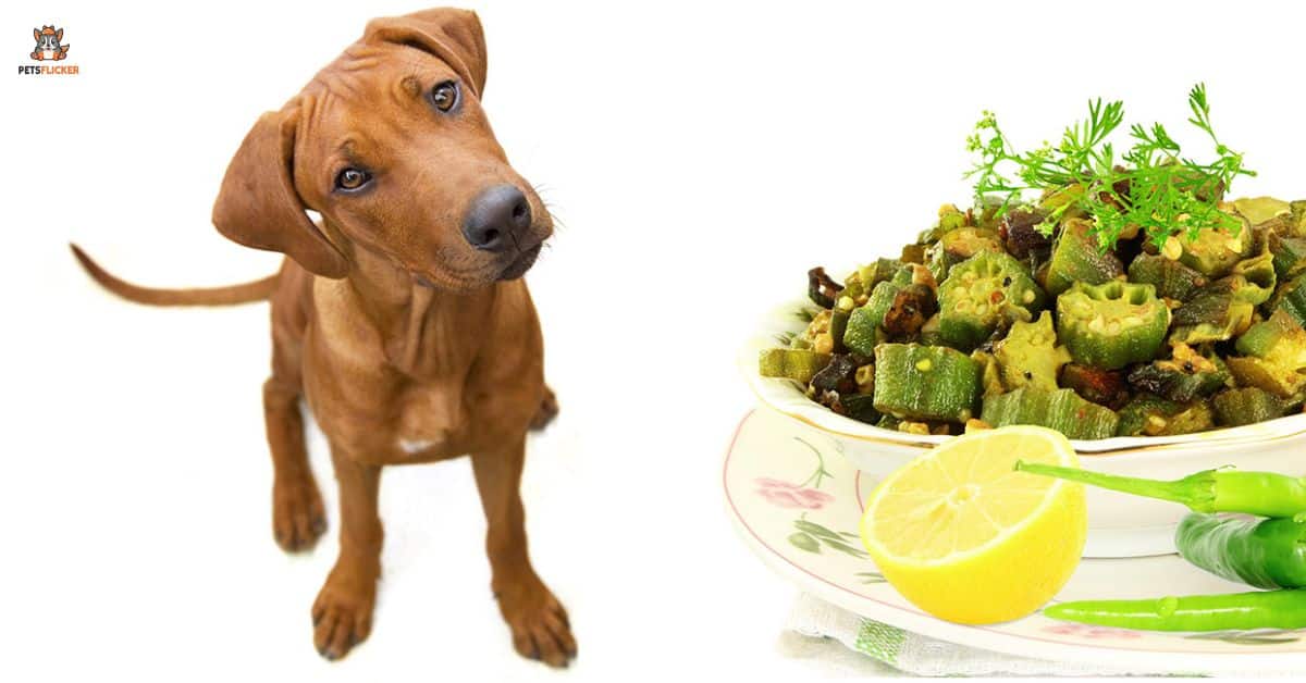 Can Dogs Eat Okra What You Need To Know