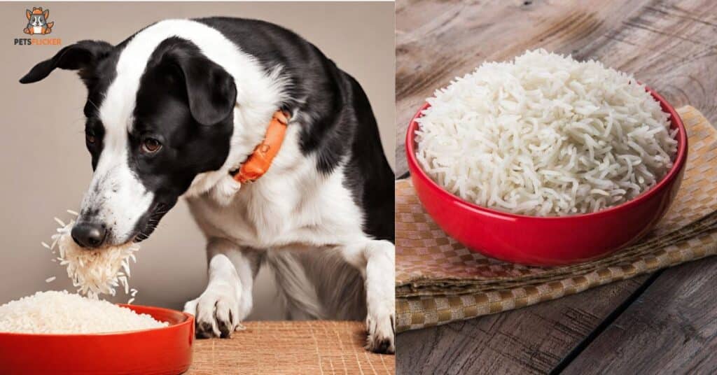 Can Dogs Eat Plain Rice