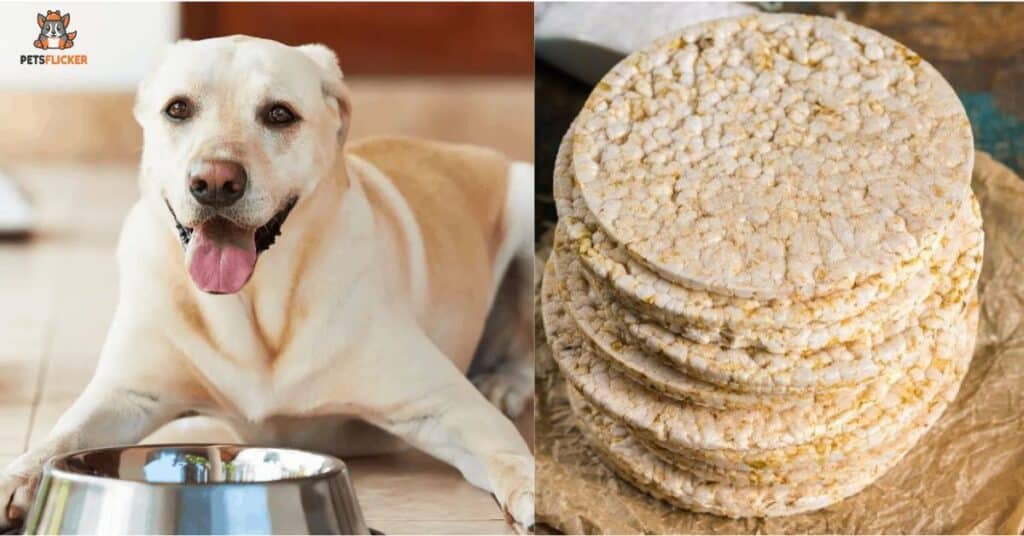 Can Dogs Eat Rice Cakes