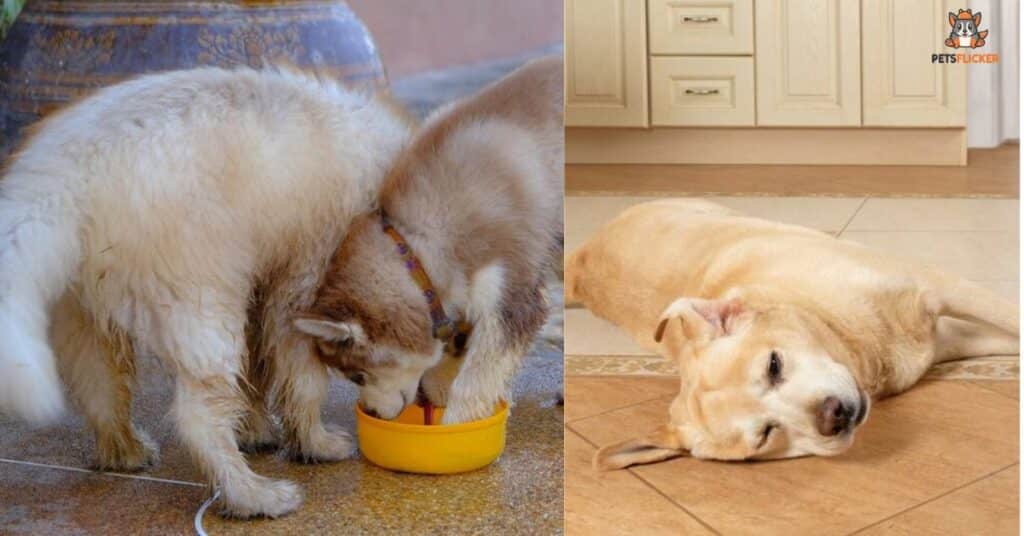 Can Dogs Eat Saffron Rice (1)