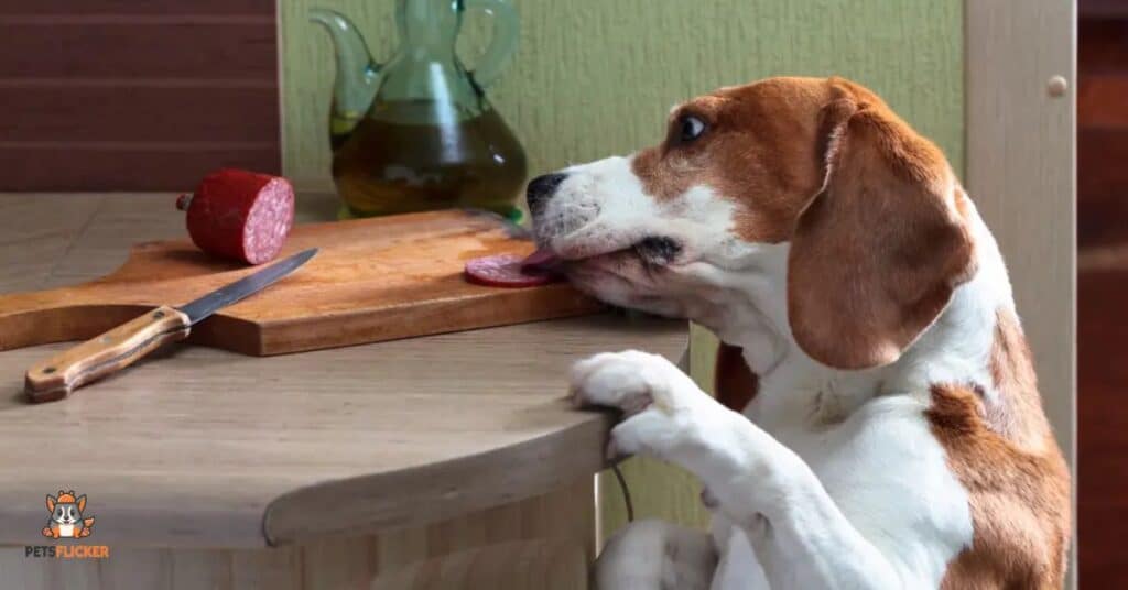 Can Dogs Eat Salami Is Salami Safe For Dogs