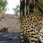 Can a Serval Cat Kill a Human Expert Explain