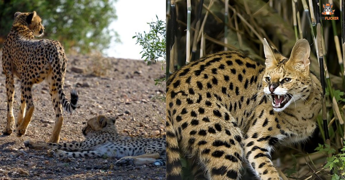 Can a Serval Cat Kill a Human Expert Explain