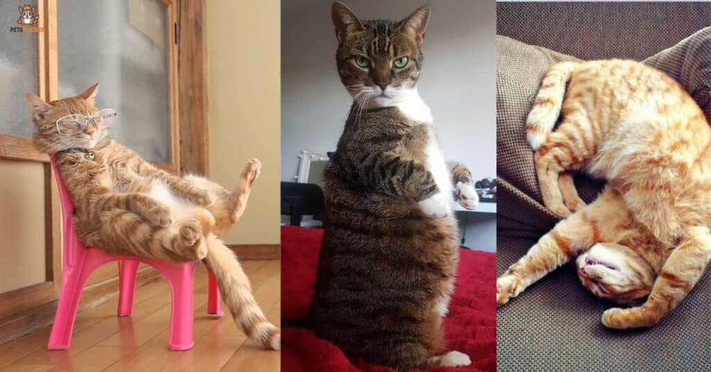 Cat Sitting Positions Meaning How To Decode Them
