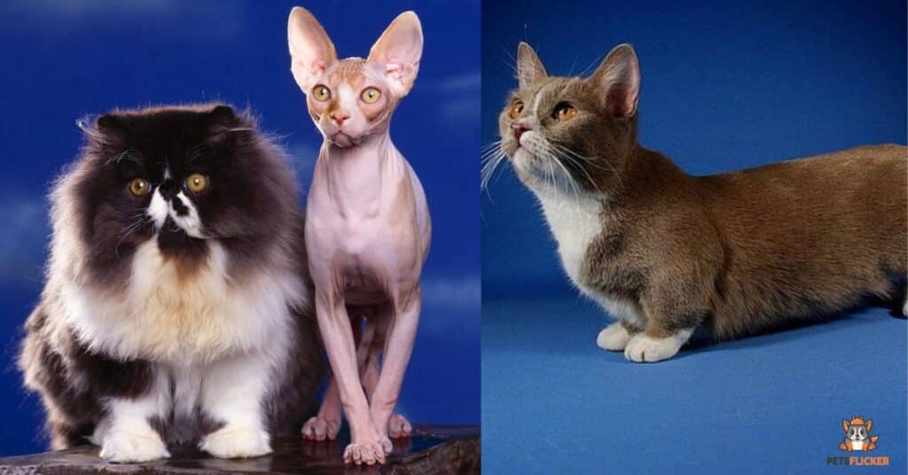 Cat breeds with small heads