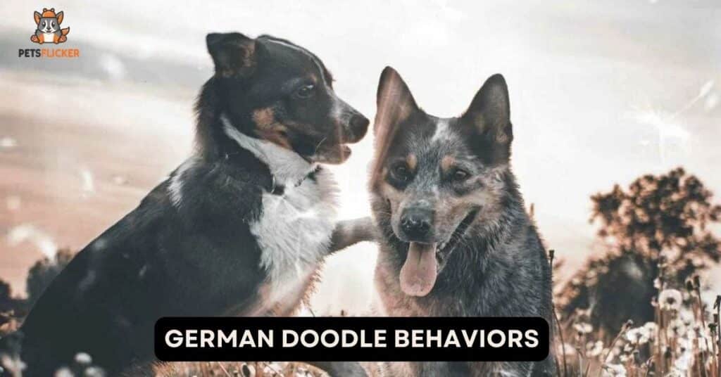 German Doodle Behaviors