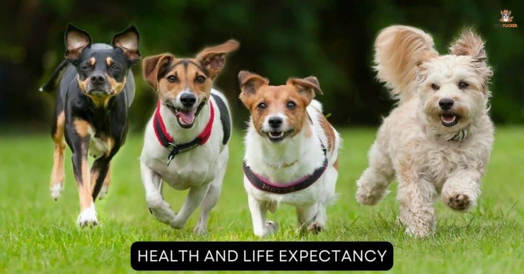 Health and Life Expectancy