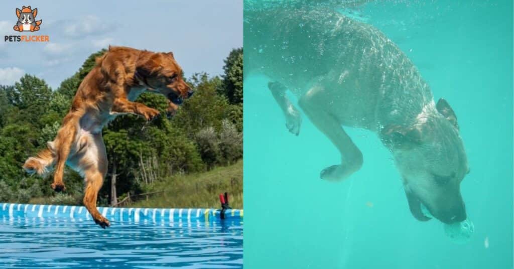 How Deep Will a Dog Dive