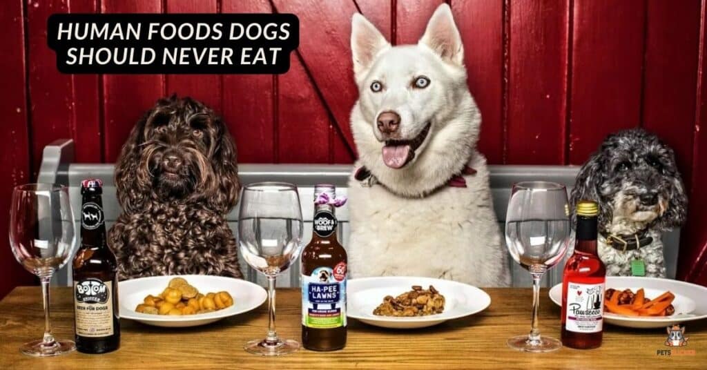 Human Foods Dogs Should Never Eat