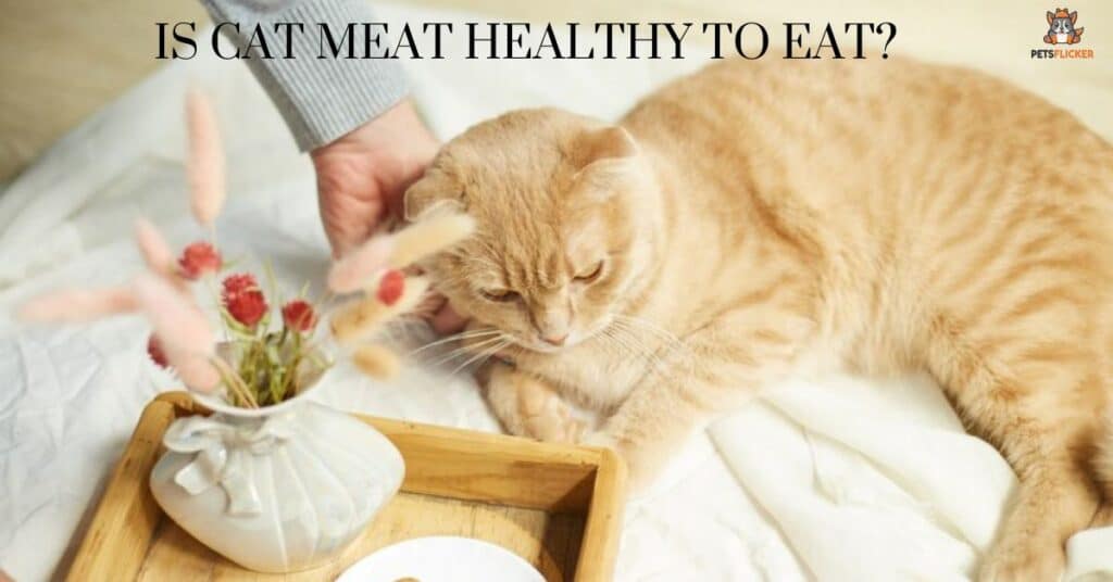 Is Cat Meat Healthy to Eat