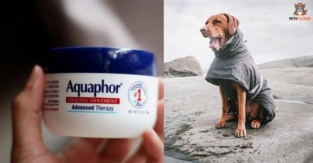 Is It Ok To Put Aquaphor On A Dog’s Nose