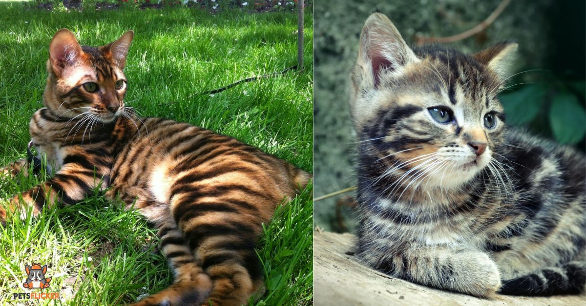 Meet the Tabby Bengal Cat – Exotic Elegance of a Hybrid Cat