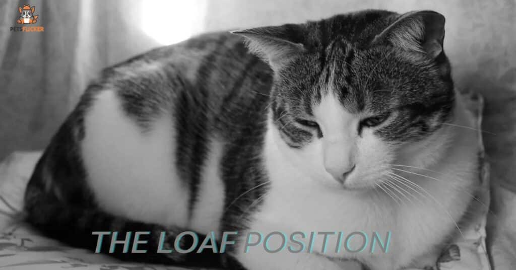 Paws Under Body The Loaf Position Decoded