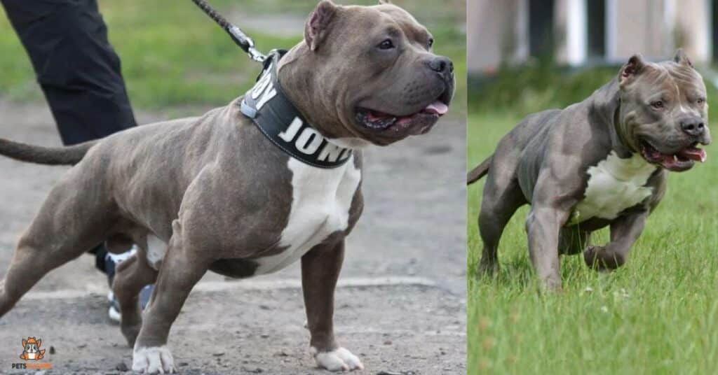 Pocket Bully Breed Guide Everything You Need To Know