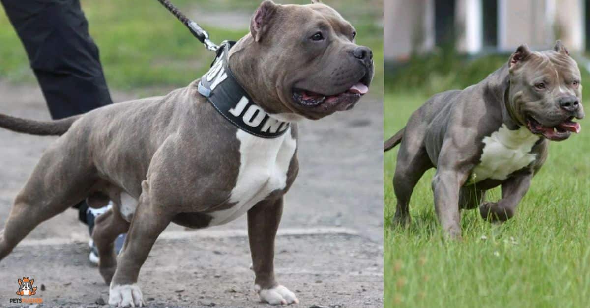 Pocket Bully Breed Guide Everything You Need To Know