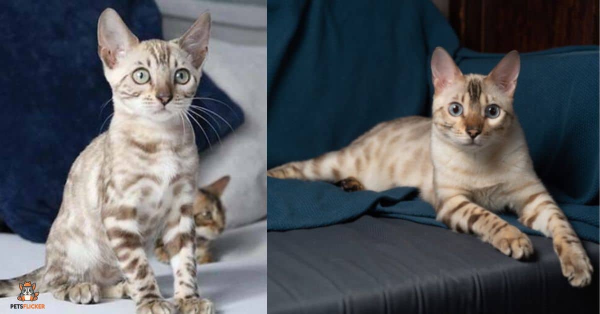 Snow Bengal Cat Everything You Need To Know