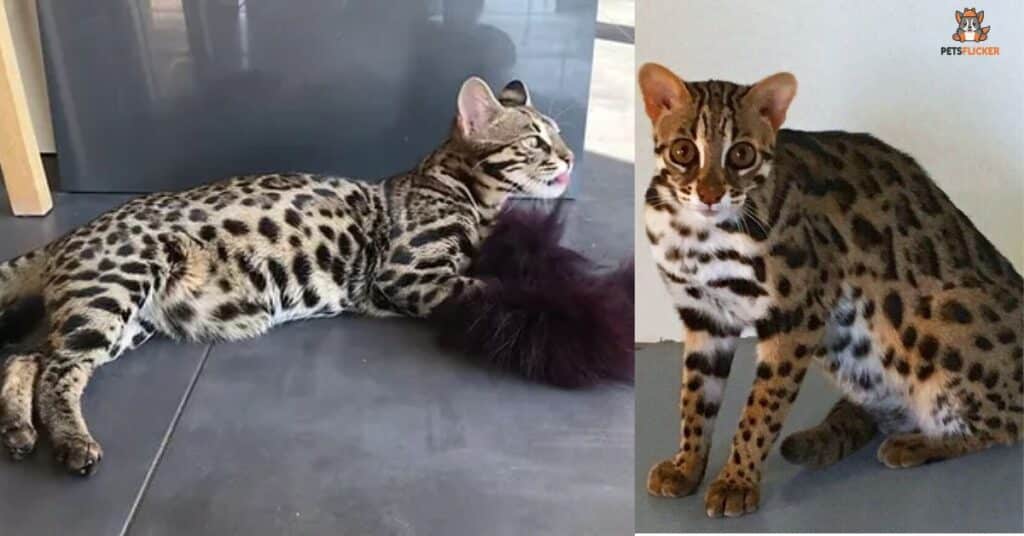 Snow Bengals Have A Rich History