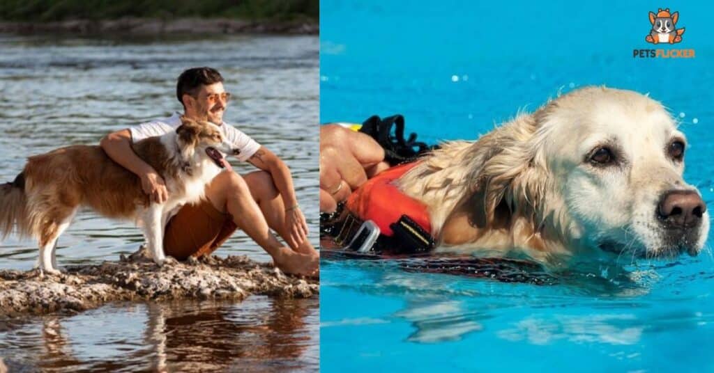 Teaching Your Dog To Swim