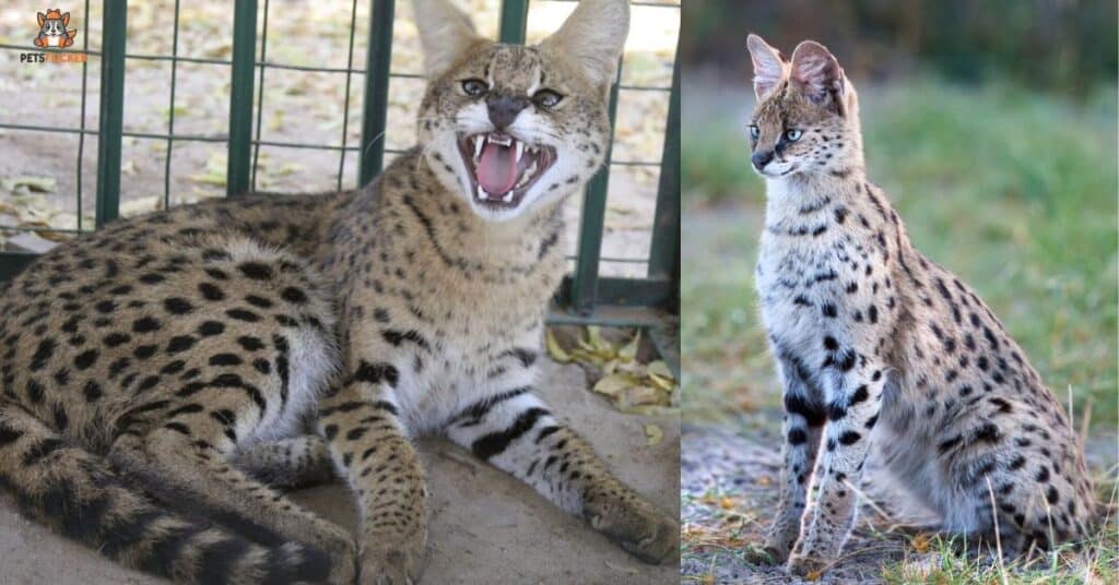 The Dangers of Serval Cats