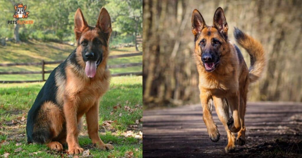 The German Shepherd