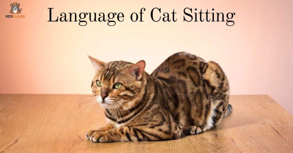 The Language of Cat Sitting Positions and Body Posture