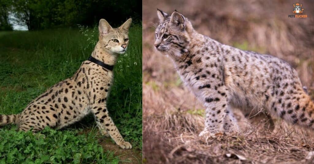 The Majestic Serval Cat