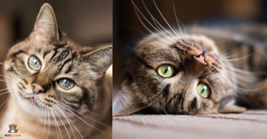 Top 5 Facts About Cats’ Whiskers