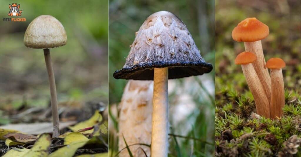 Types of Penis envy mushrooms