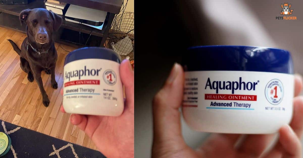 What Happens If a Dog Eats Aquaphor