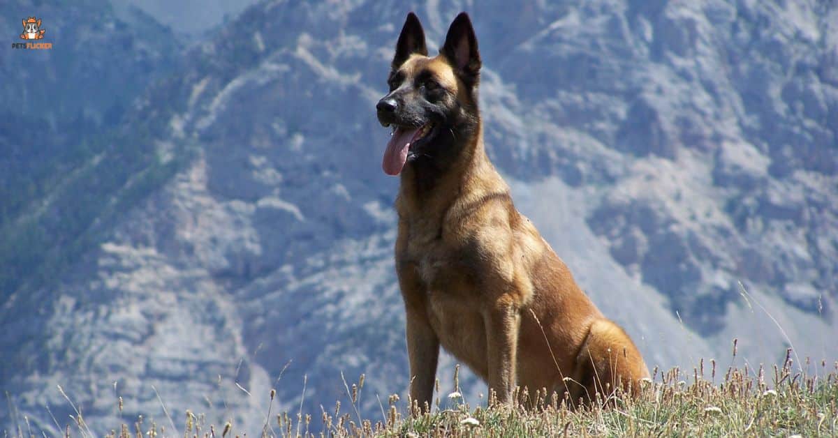 12 Belgian Malinois Colors And All There Is To Know About Them
