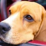 Causes Of Car Travel Sickness In Dogs And Remedies