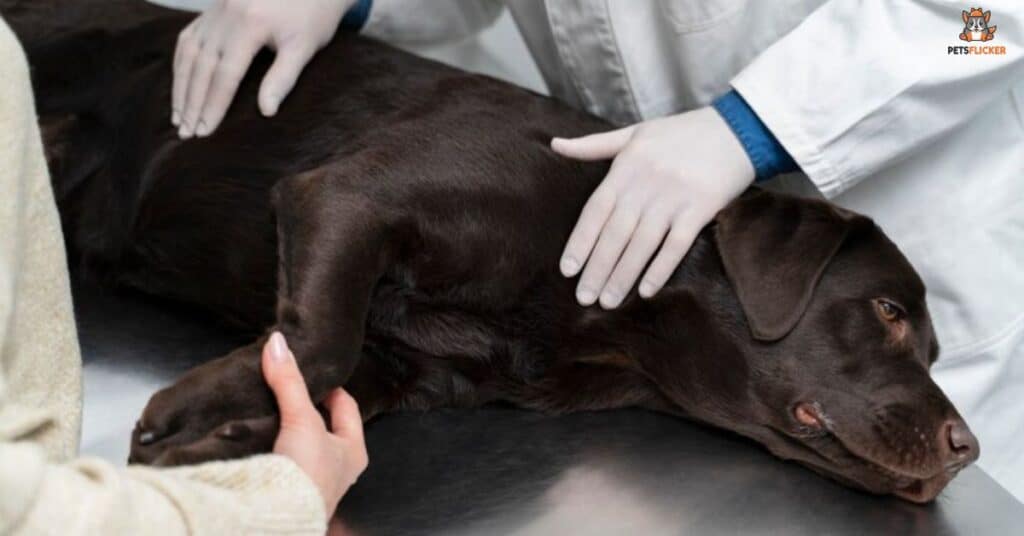 Chemical Castration in Dogs A Comprehensive Guide