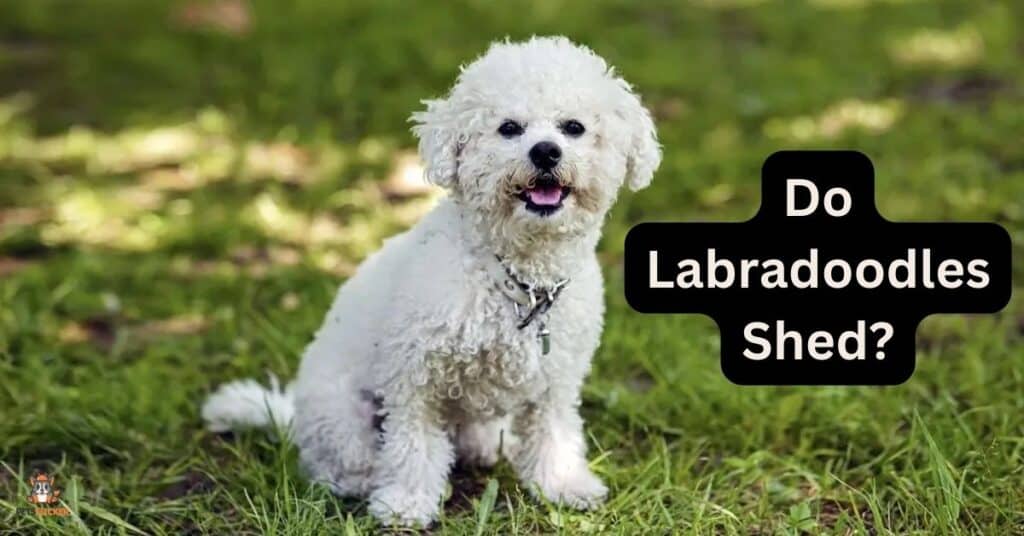 Do Labradoodles Shed