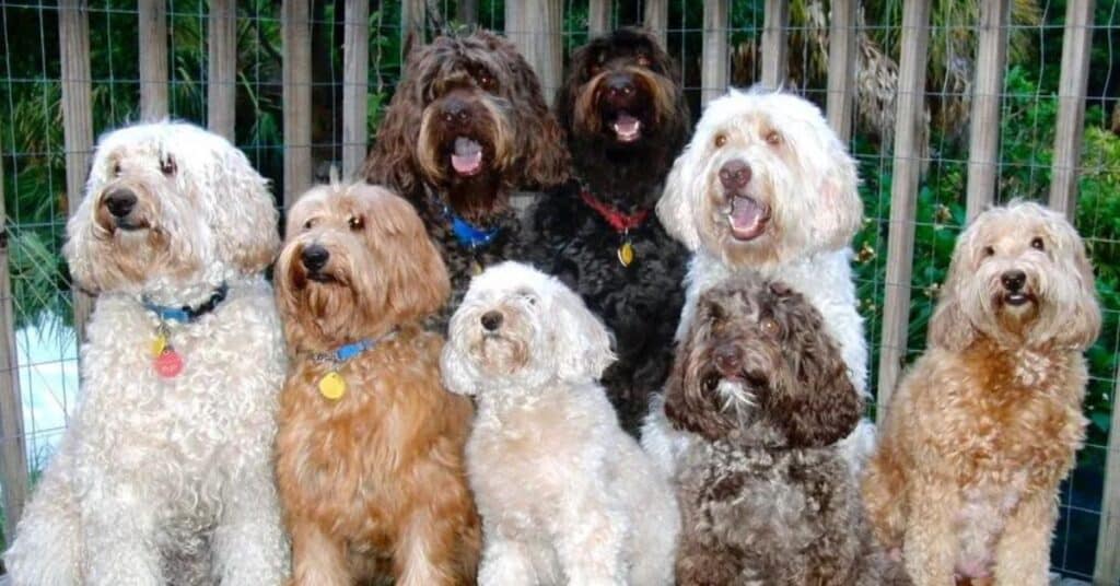 Labradoodle Colors