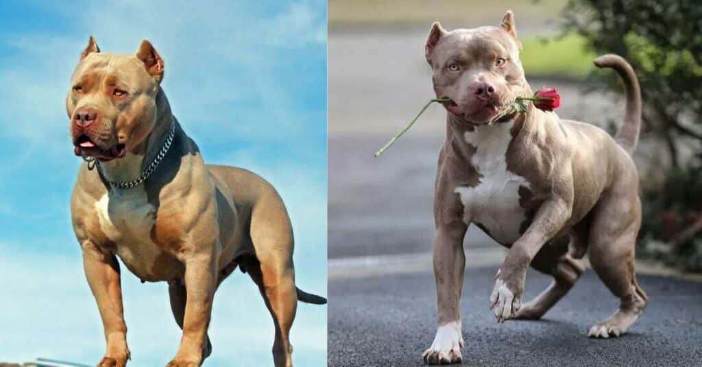 Nano bully A Breed Derived from the American Bully