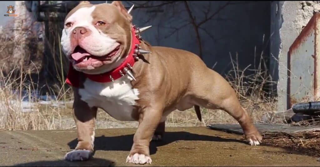 What Makes a Micro Bully Ghost Tri