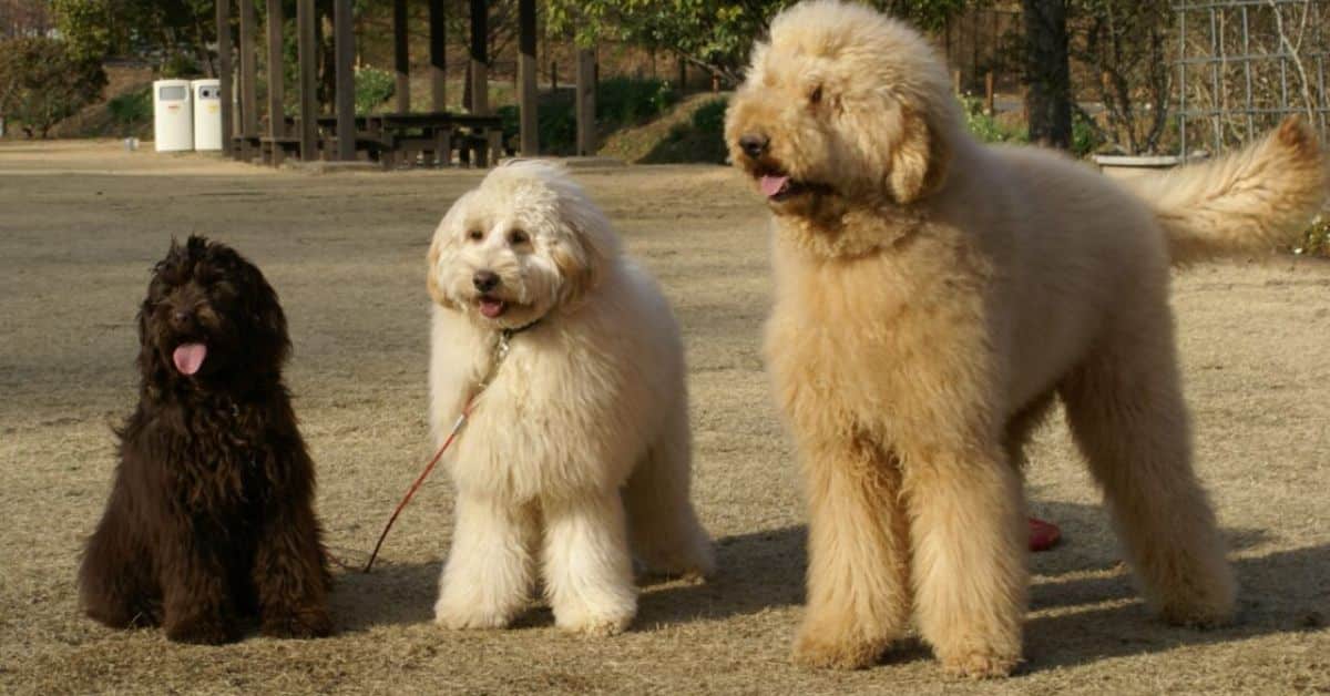 3 Sizes Of Australian Labradoodles