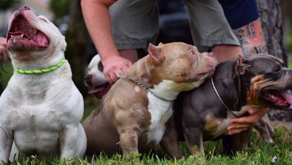 American Bully Growth Stages