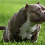 American Bully Growth Stages: Is Your Bully The Right Size?