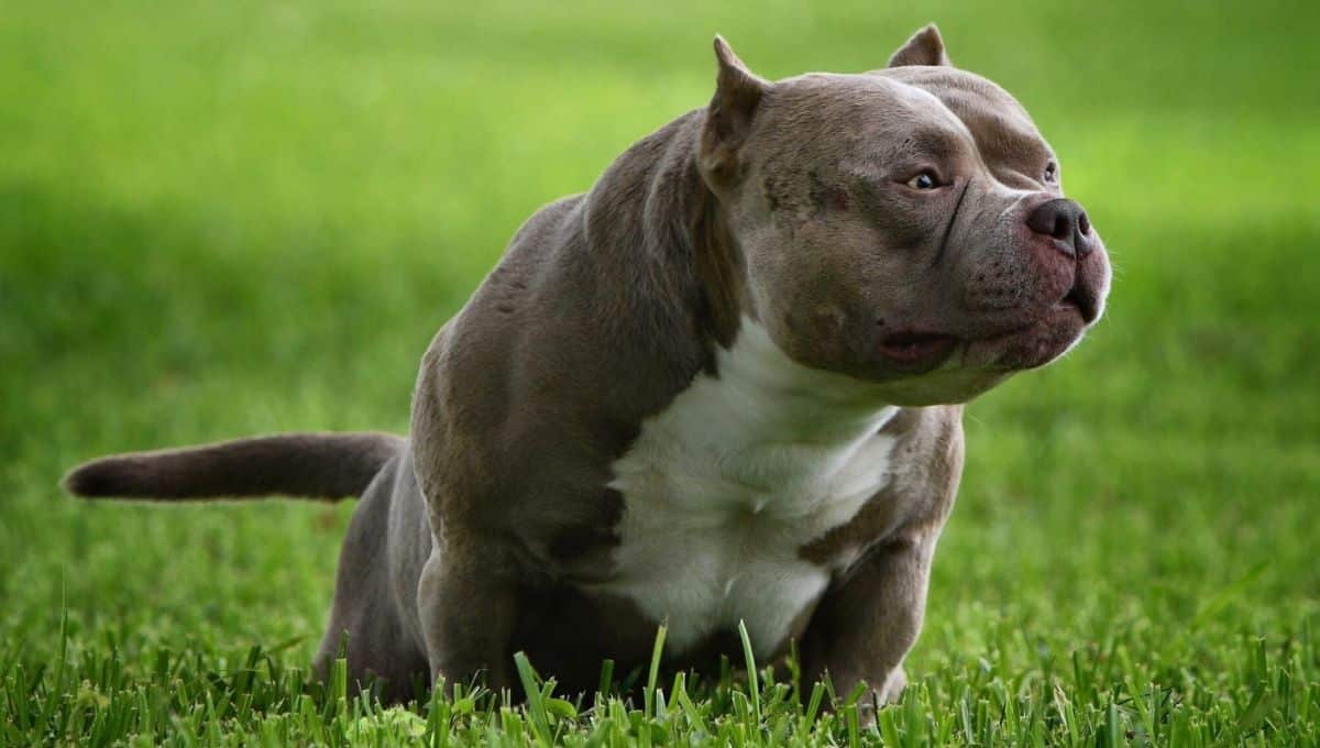 American Bully Growth Stages: Is Your Bully The Right Size?