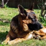 Cane Corso German Shepherd Mix: The Ultimate Guard Dog