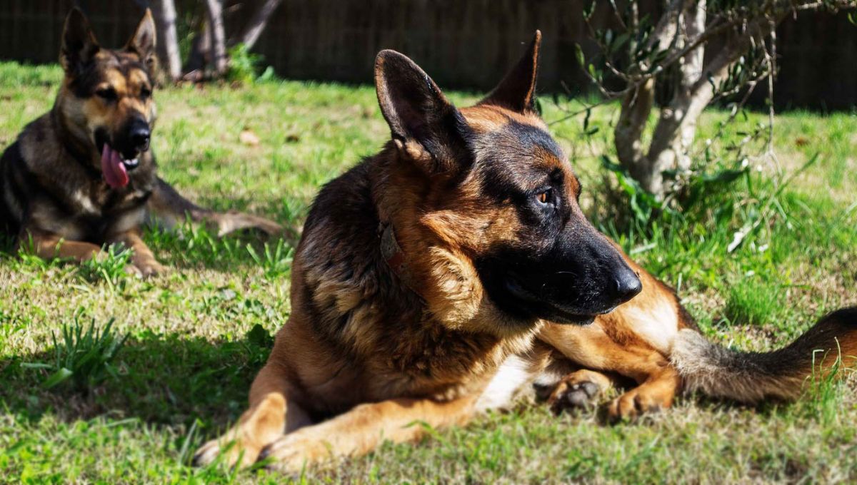 Cane Corso German Shepherd Mix: The Ultimate Guard Dog