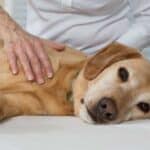 Canine Arthritis – Age, Causes, Symptoms And Treatment For Derbyshire Dogs